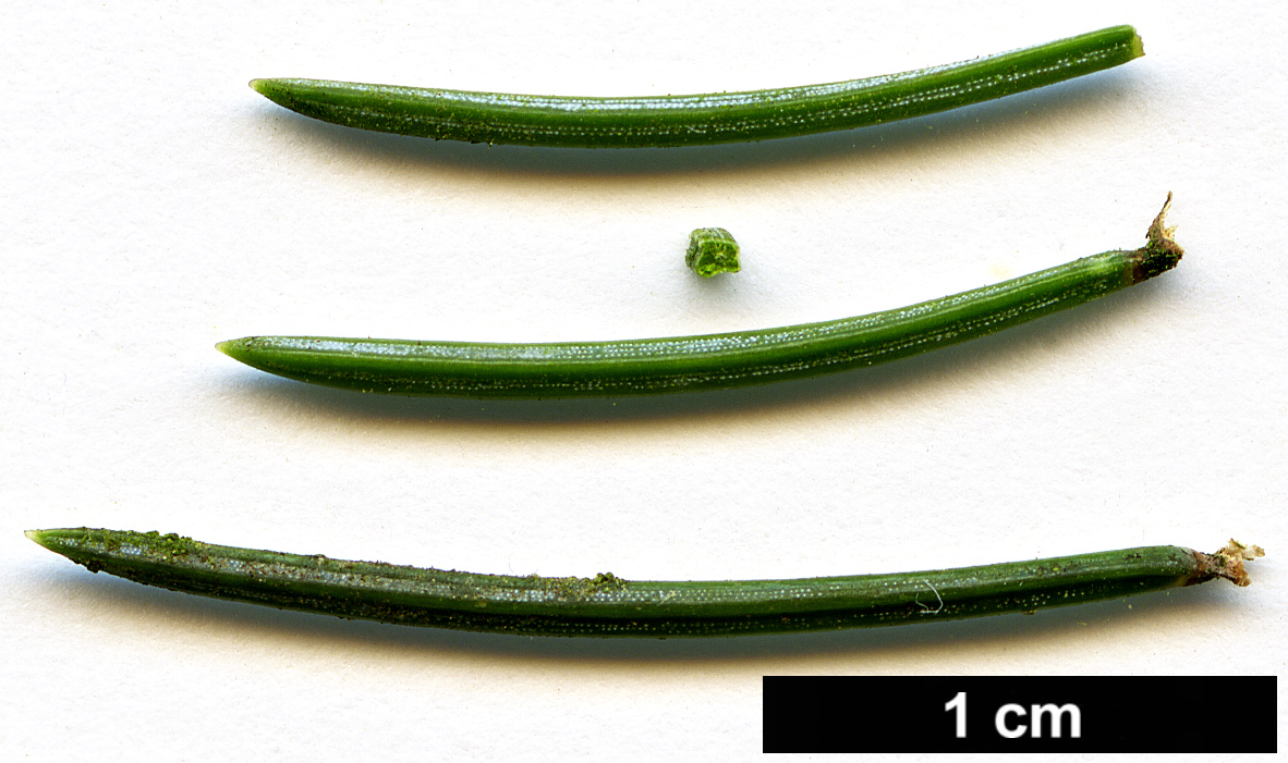 High resolution image: Family: Pinaceae - Genus: Picea - Taxon: ×hurstii (P.engelmannii × P.pungens)